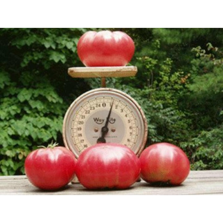 Pomidor befsztykowy Heirloom Nasiona Organiczne - 252.172586