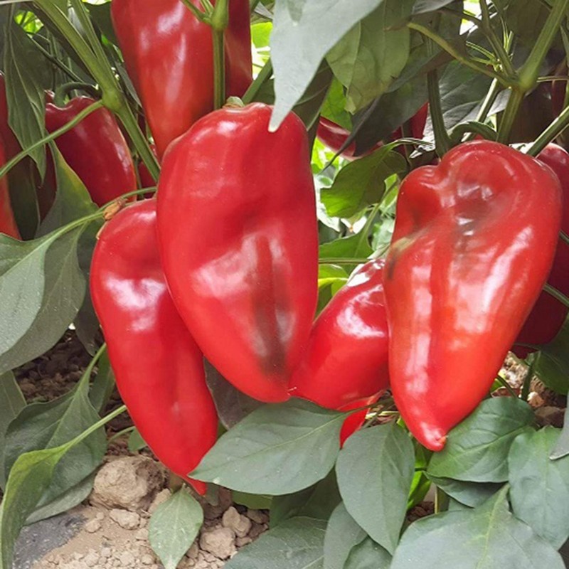 Price: €1.75 - كبير بذور الفلفل الحلو سوبر نوفا - 