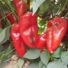 Supernova Große Paprika Samen