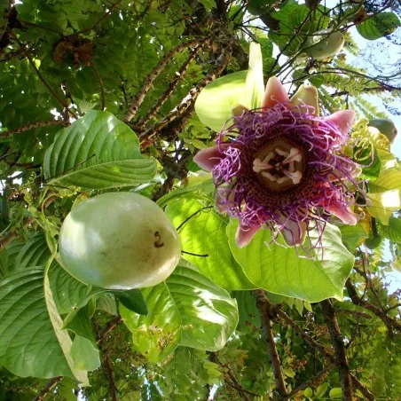 Riesengranadilla Samen (Passiflora quadrangularis)