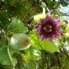 Riesengranadilla Samen (Passiflora quadrangularis)