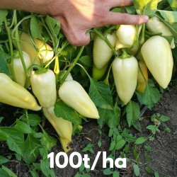 Price: €2.15 - Σπόροι γλυκού πιπεριού Amanda - 
