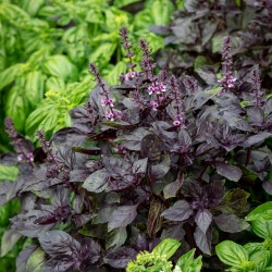 Price: €3.85 - Semințe de busuioc albastru african violet - 