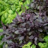 Price: €3.85 - Semințe de busuioc albastru african violet - 