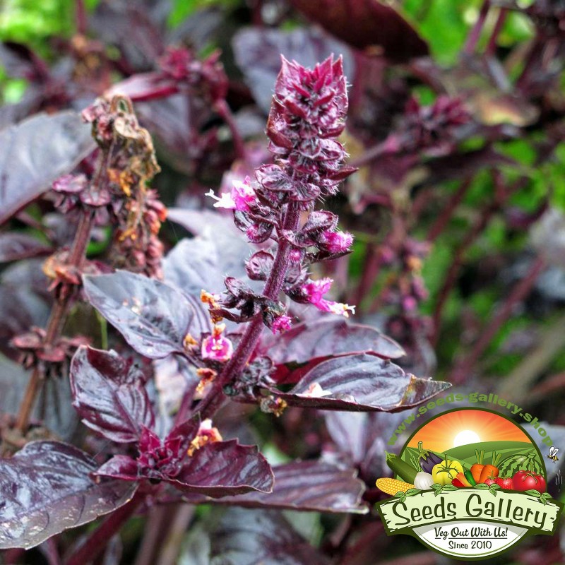 Price: €3.85 - Semințe de busuioc albastru african violet - 