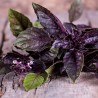 Price: €3.85 - Semințe de busuioc albastru african violet - 