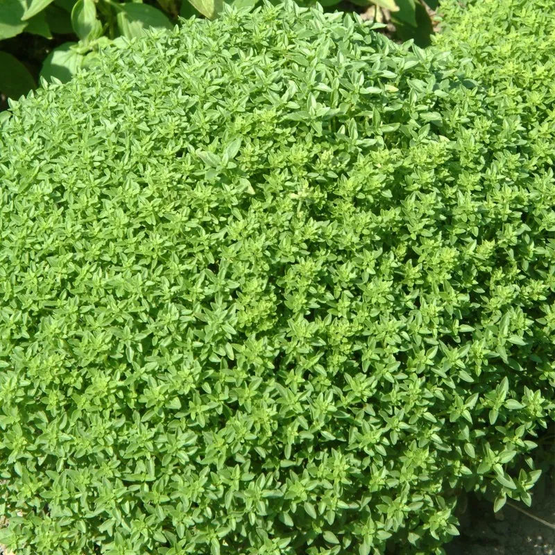Griechisches Busch Basilikum Samen (Ocimum Basilicum)