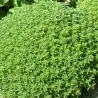 Semillas de Albahaca Griega (Ocimum minimum)