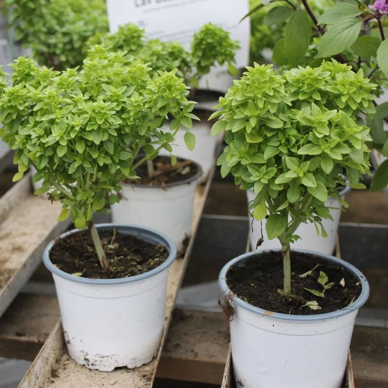 Semillas de Albahaca Griega (Ocimum minimum)