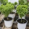 Semillas de Albahaca Griega (Ocimum minimum)