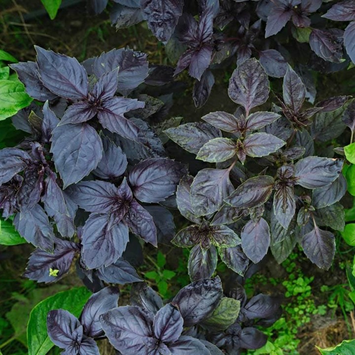 Ararat Basil Seeds (Ocimum basilicum) - 1.755