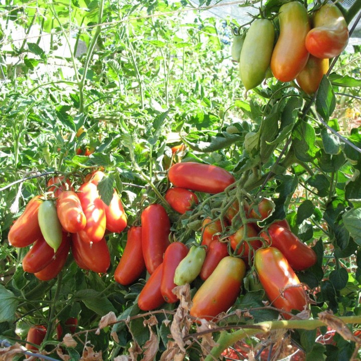 Nasiona pomidora San Marzano Gigante (Gran Merito) - 2.565