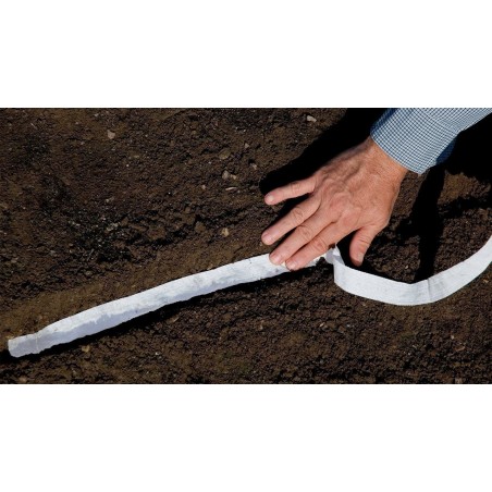 Price: €1.9 - Sementes da fita Cenoura Nantes -