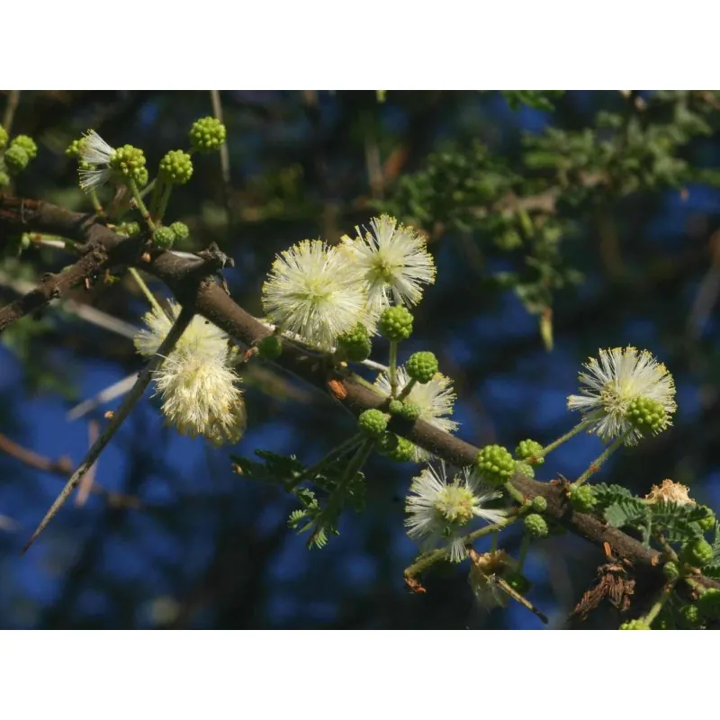 Σπόροι Δέντρα μπονσάι Ακακία στρεπτή (Acacia tortilis)