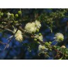 Semi di ACACIA AD OMBRELLO (Acacia tortilis) | 3,50 €
