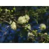 Σπόροι Δέντρα μπονσάι Ακακία στρεπτή (Acacia tortilis)