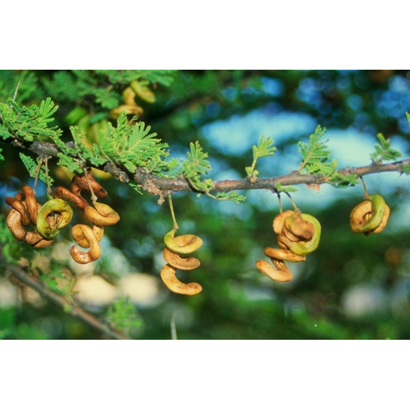 Semi di ACACIA AD OMBRELLO (Acacia tortilis) | 3,50 €