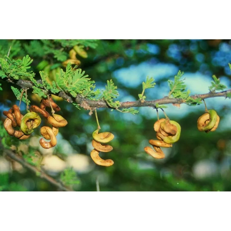 Σπόροι Δέντρα μπονσάι Ακακία στρεπτή (Acacia tortilis)