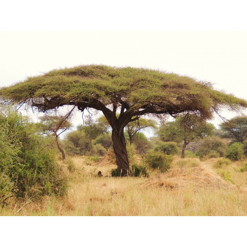 Semi di ACACIA AD OMBRELLO (Acacia tortilis) | 3,50 €