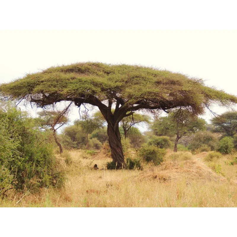 Σπόροι Δέντρα μπονσάι Ακακία στρεπτή (Acacia tortilis)