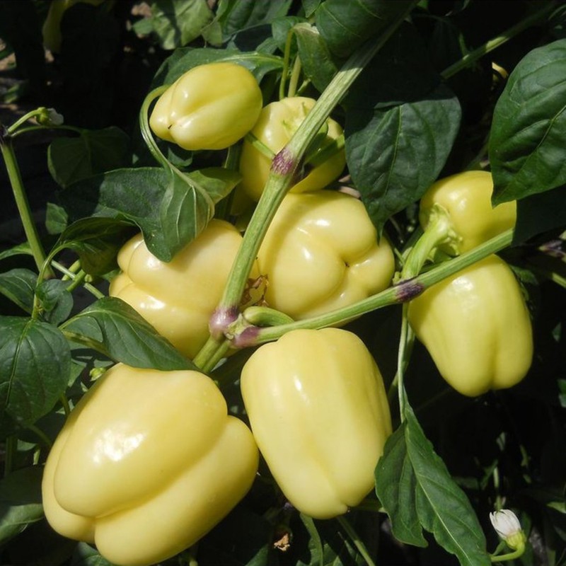 Vita paprika frön BELINDA | 2,65 €