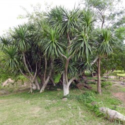 Thailändische Drachenbaum...