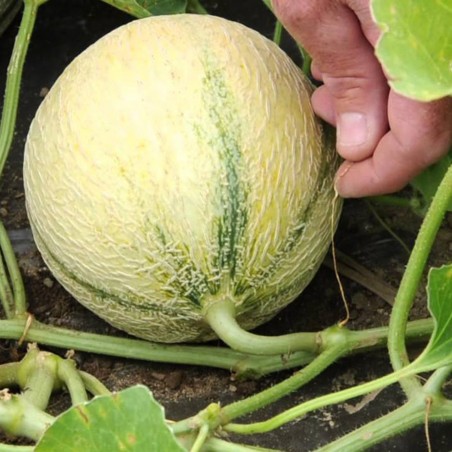 Price: €2.5 - Σπόροι πεπόνι Charentais - Seeds Gallery