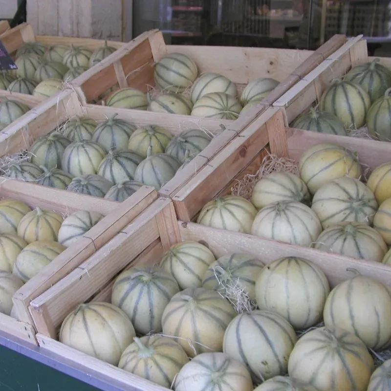 Semillas de melón Charentais