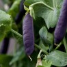 Kapuziner Violet Pea Seeds