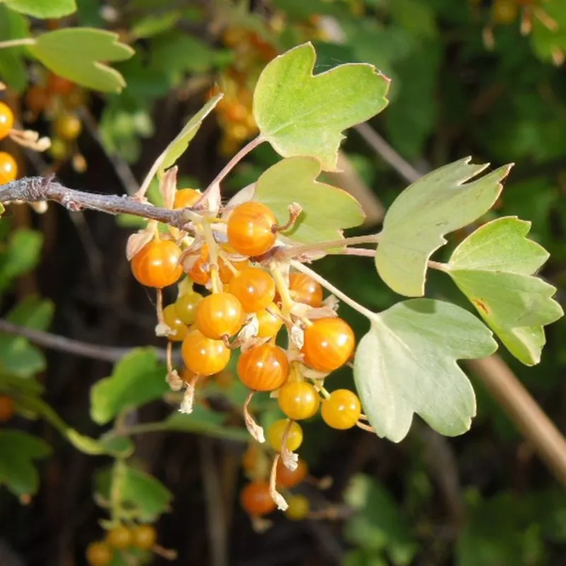 Gullrips Frön (Ribes aureum)