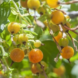 Price: €2.25 - Sementes de Groselha de Ouro - 
