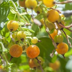 Sementes de Groselha de Ouro