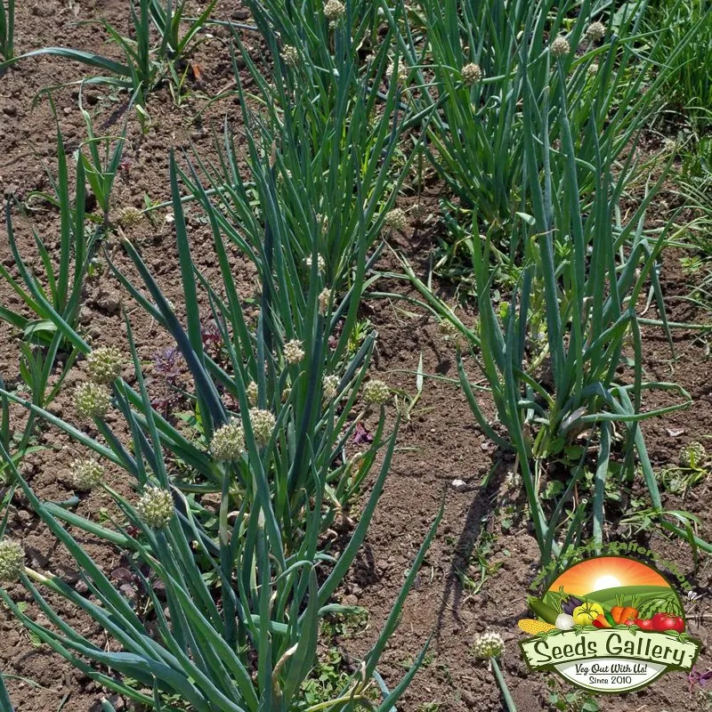 White Lisbon Bunching Onion Seeds (Allium cepa)