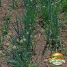 Price: €1.95 - White Lisbon Bunching Onion Seeds (Allium cepa) - 
