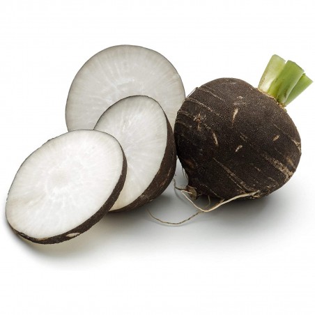 Price: €1.45 - Sementes de Rabanete Negro -