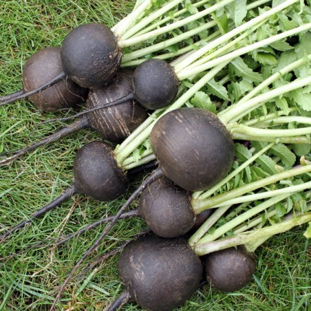 Price: €1.45 - Rettich Samen Runder Schwarz Winter Radies Radish Radieschen -
