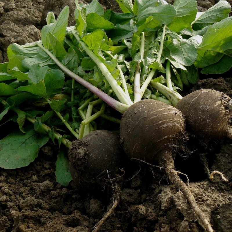 Price: €1.45 - Rettich Samen Runder Schwarz Winter Radies Radish Radieschen - 