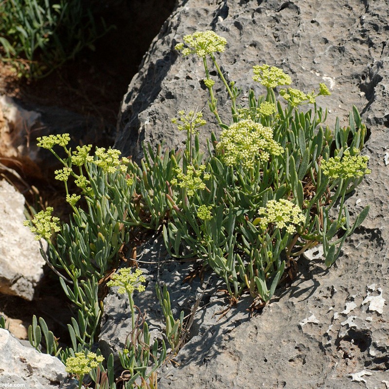 Semi di L’erba di San Pietro (Crithmum maritimum) | 2,45 €