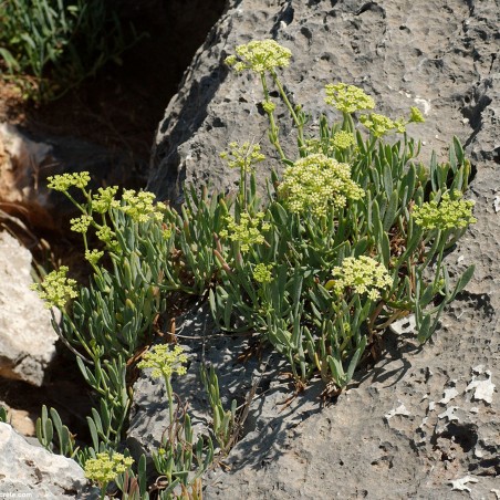 Meerfenchel Samen (Crithmum maritimum) | 2,45 €