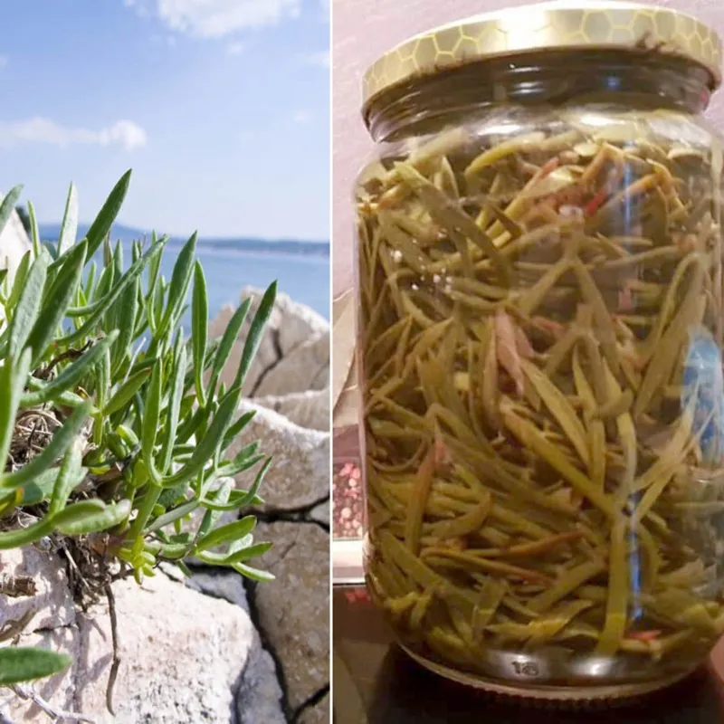Semillas de Hinojo marino, o perejil marino (Crithmum maritimum)