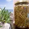 Strandsilja Saltmärke Fröer (Crithmum maritimum)