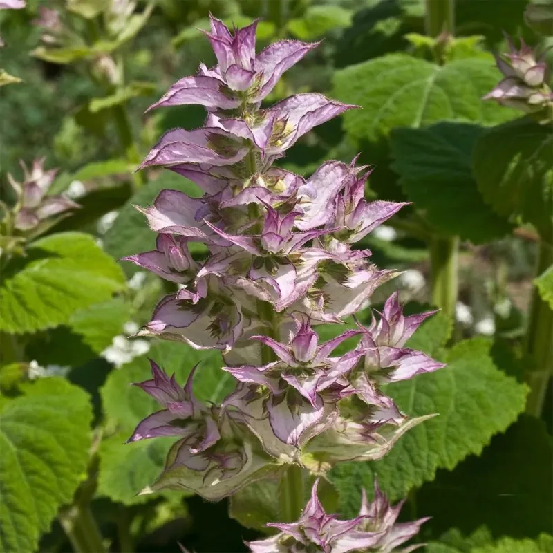 Clary Sage Seeds