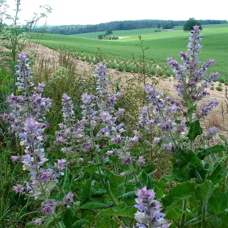 Clary Sage Seeds