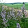 Clary Sage Seeds