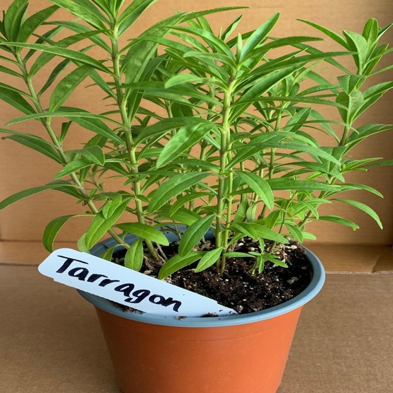 Price: €2.25 - Tarragon Seeds Herb (Artemisia dracunculus) - 