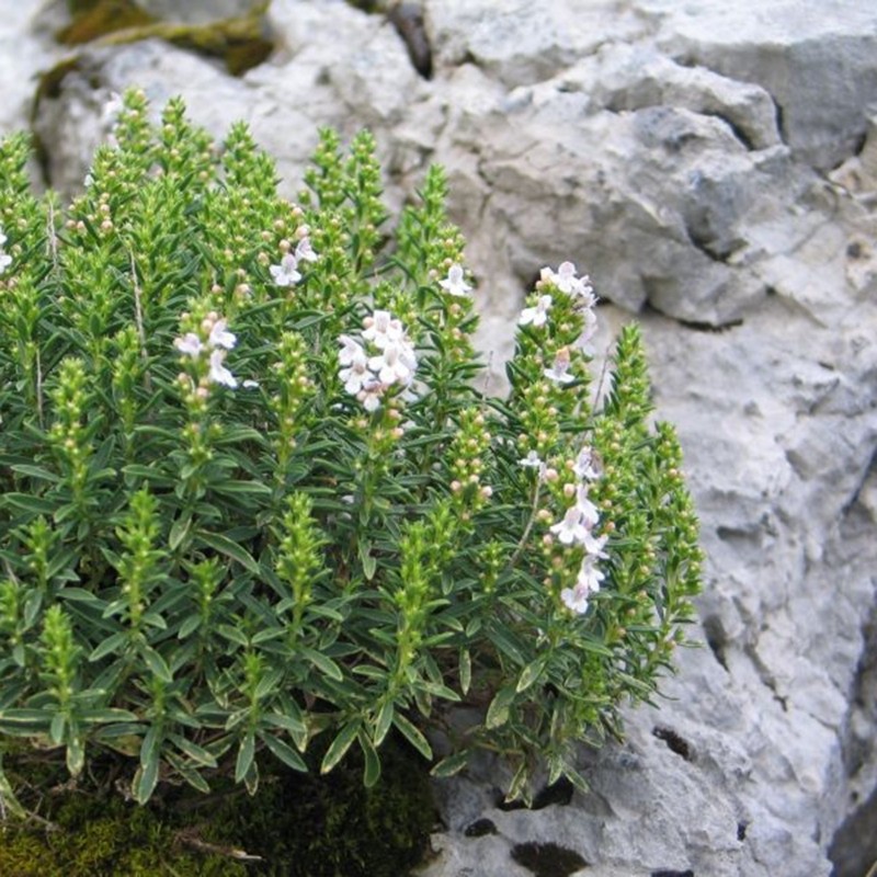 Price: €1.55 - Vinterkyndel, Satureja montana, ekologiskt frön - 