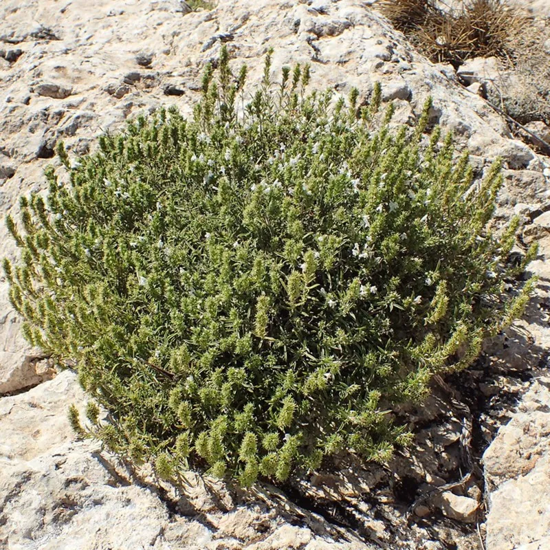 Semi  di Santoreggia Montana (Satureja montana)