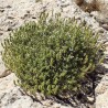 Price: €1.55 - Graines de Sarriette des Montagnes (Satureja montana) - 