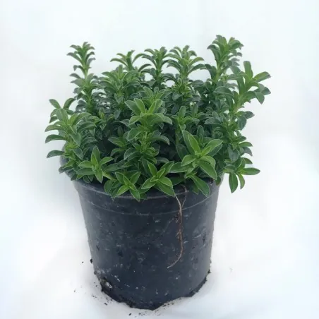 Semillas de Ajedrea (Satureja montana)