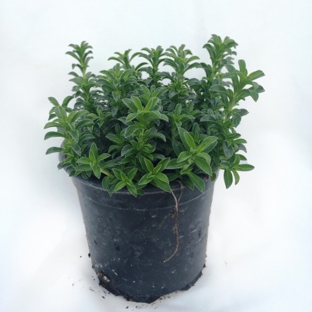 Price: €1.55 - Vinterkyndel, Satureja montana, ekologiskt frön -
